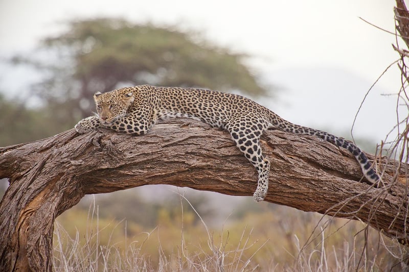 Safari Tours